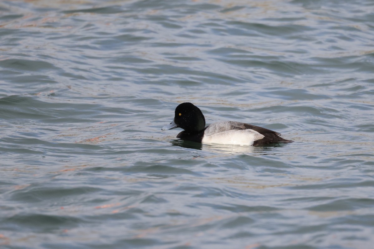 Greater Scaup - ML647064317