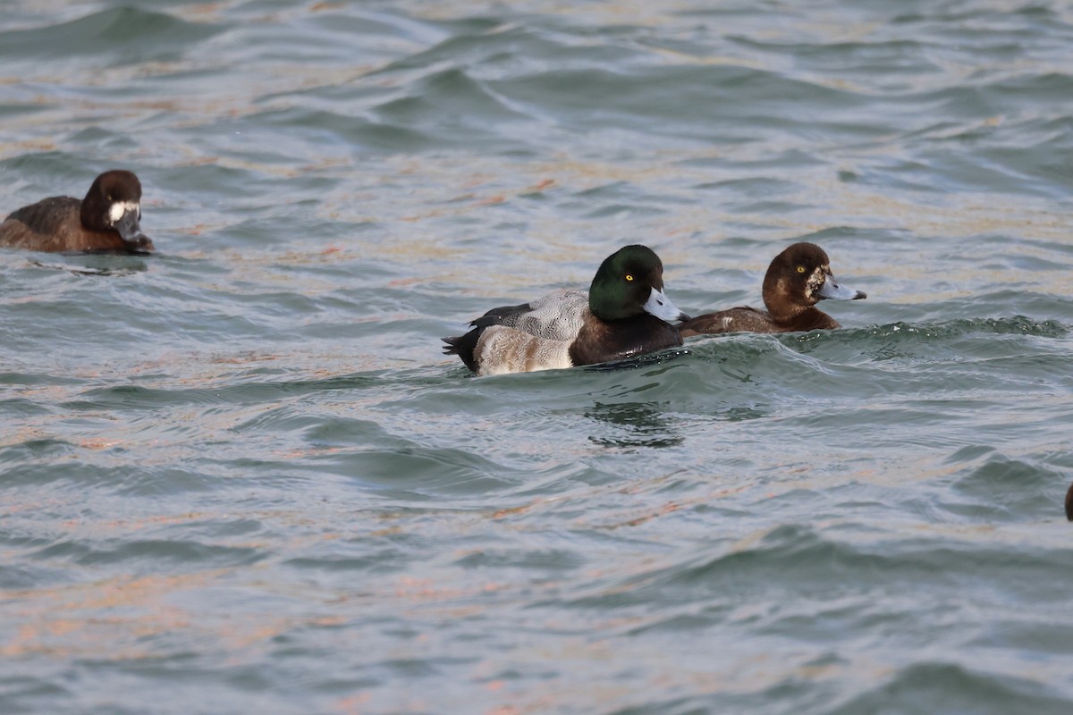 Greater Scaup - ML647064318