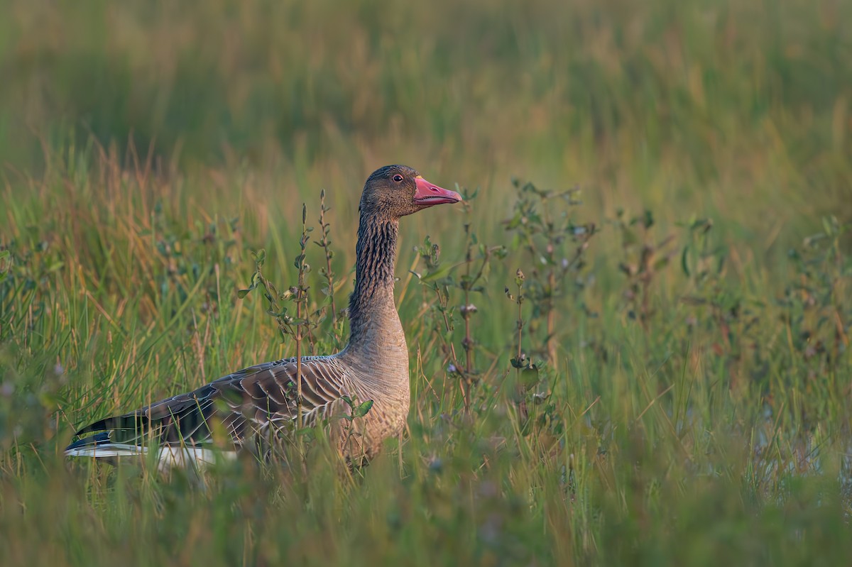 灰雁 - ML647064339