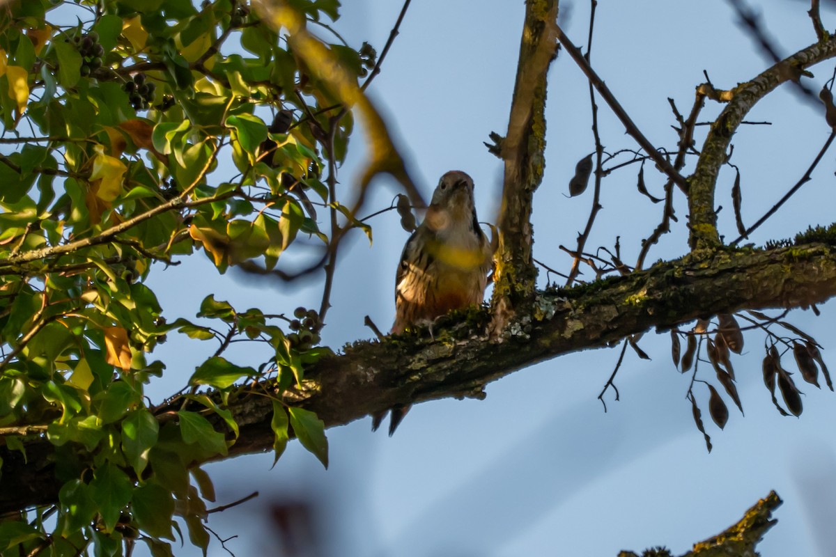 Middle Spotted Woodpecker - ML647064343