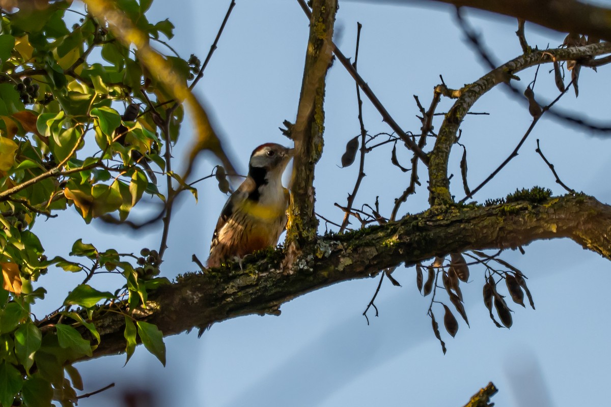 Middle Spotted Woodpecker - ML647064344