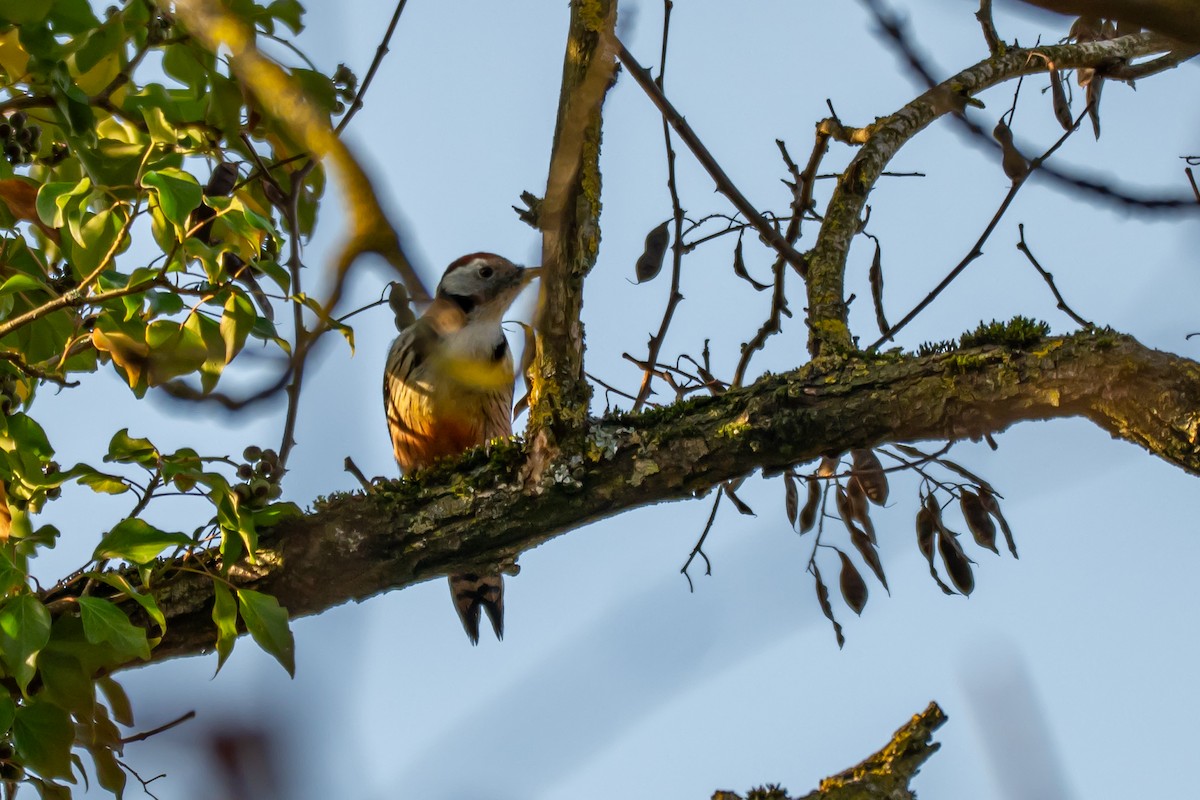 Middle Spotted Woodpecker - ML647064345