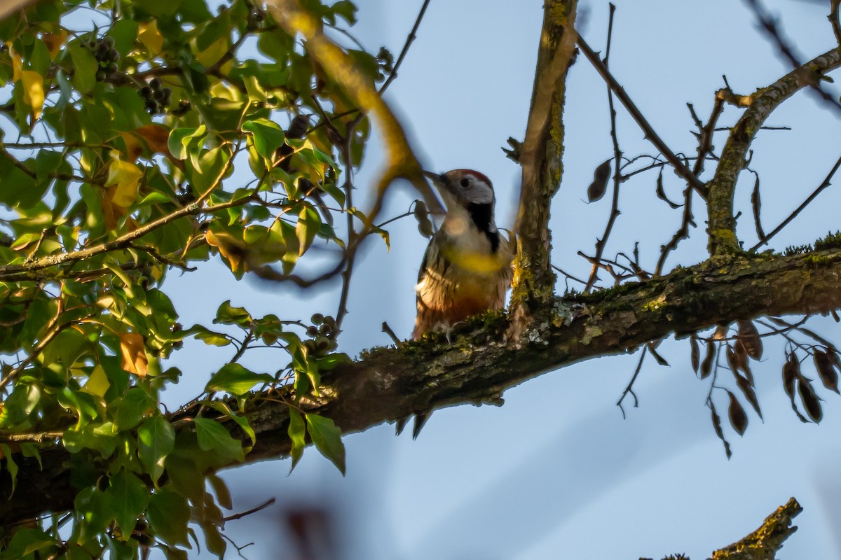 Middle Spotted Woodpecker - ML647064346