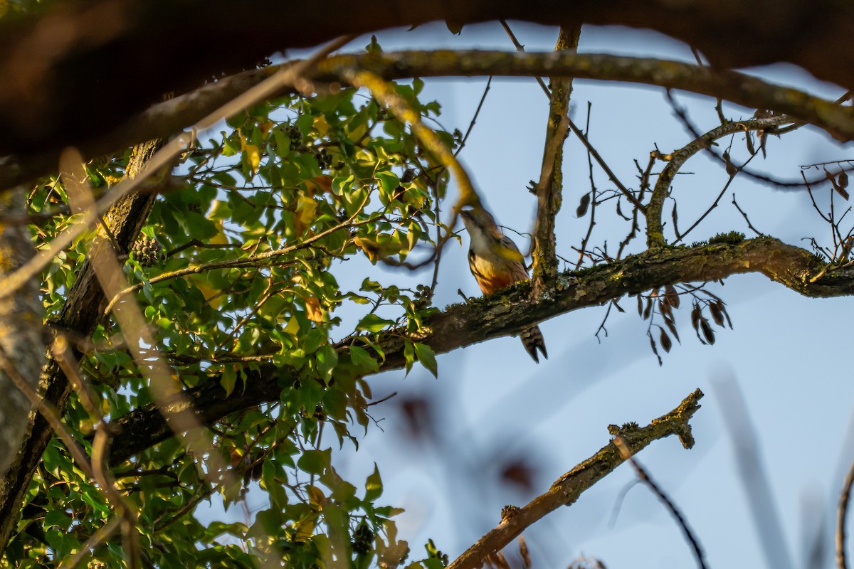 Middle Spotted Woodpecker - ML647064347