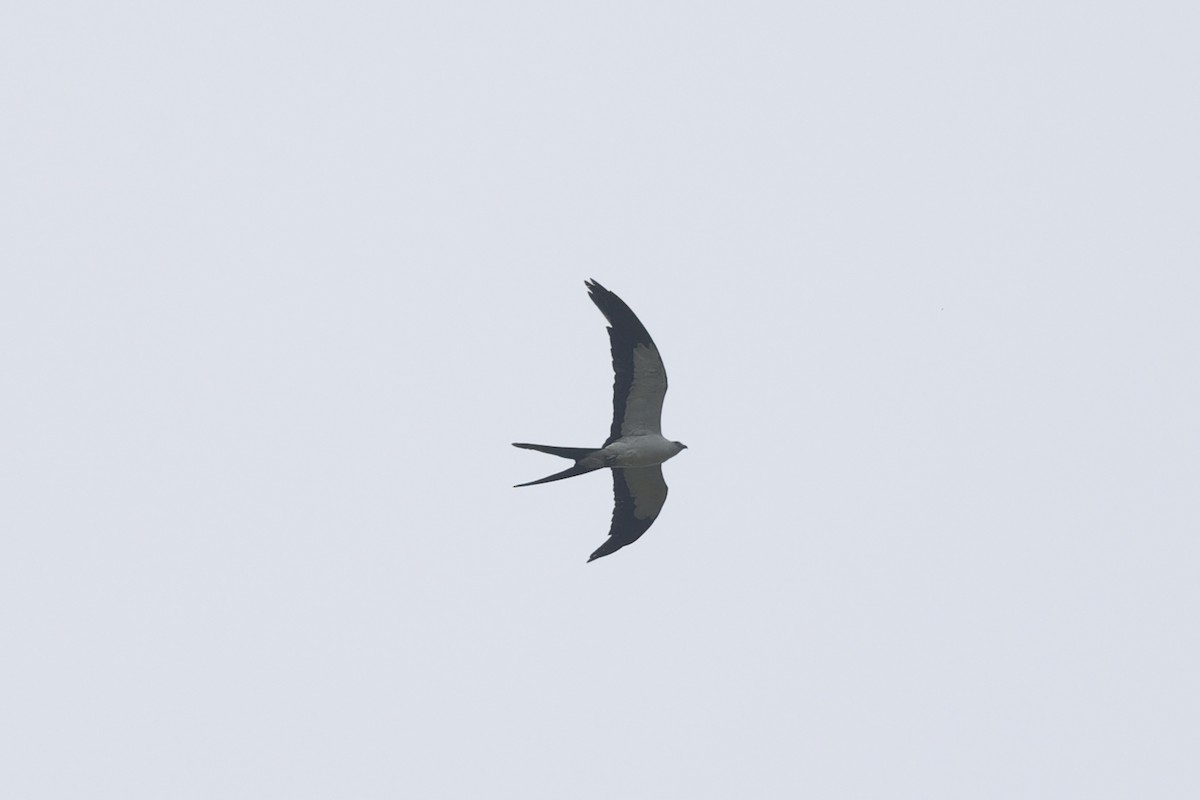 Swallow-tailed Kite - ML647064351