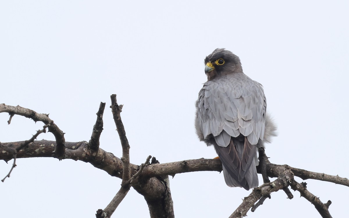 ostříž arabský - ML647064352