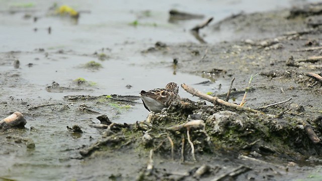 Длиннопалый песочник - ML647064353