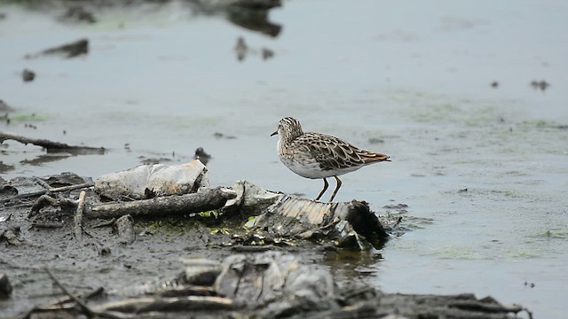 Длиннопалый песочник - ML647064356