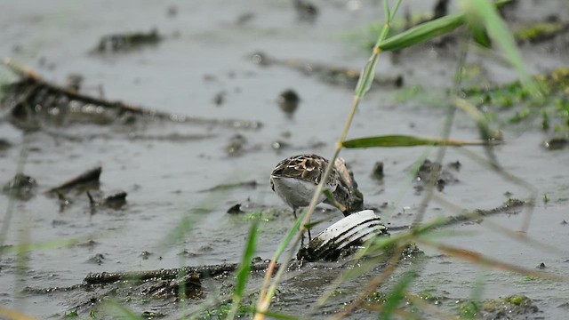 Длиннопалый песочник - ML647064357