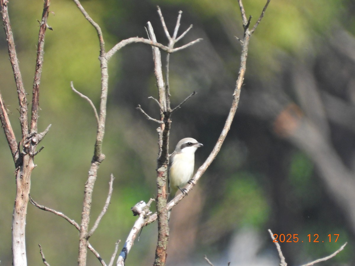 Brown Shrike - ML647064358