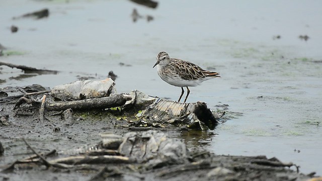 Длиннопалый песочник - ML647064361
