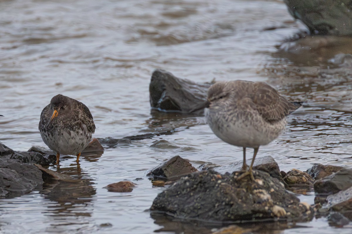 Bécasseau maubèche - ML647064366