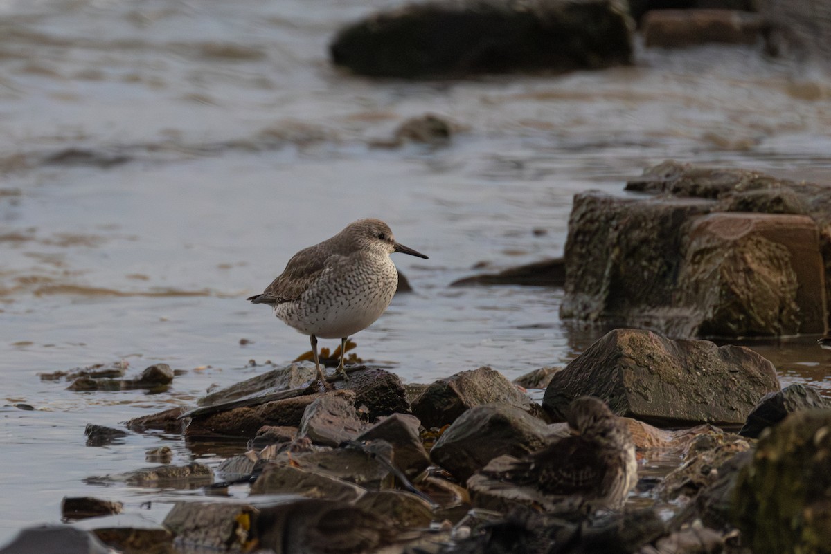 Bécasseau maubèche - ML647064367