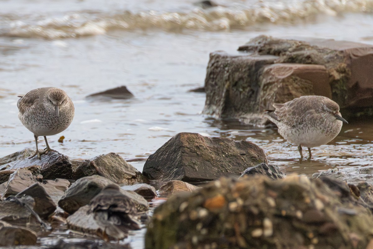 Bécasseau maubèche - ML647064368