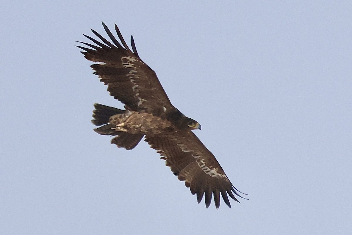 Тарважи бүргэд - ML647064369