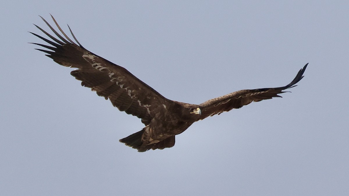 Тарважи бүргэд - ML647064370