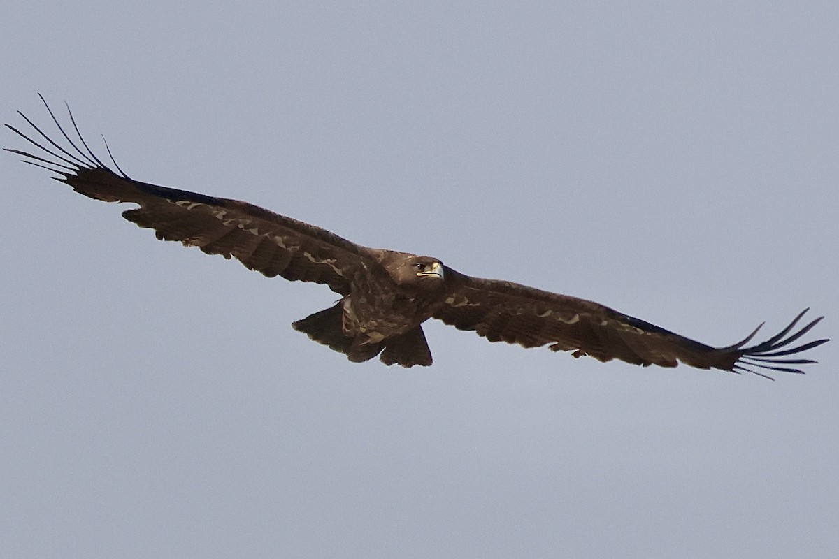 Тарважи бүргэд - ML647064371