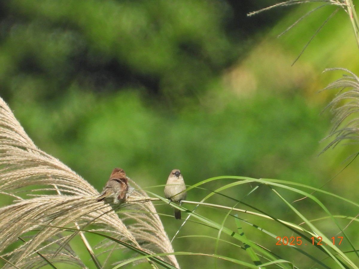 Scaly-breasted Munia - ML647064373