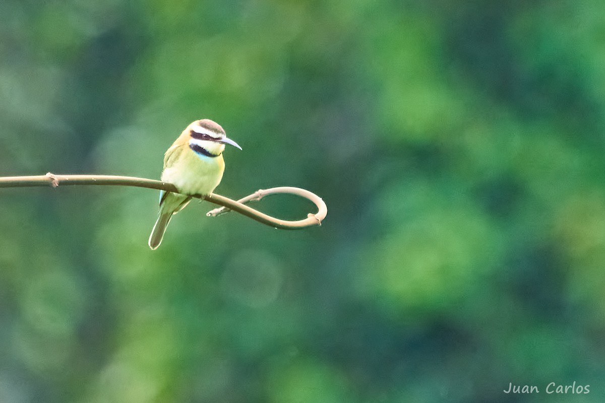 White-throated Bee-eater - ML647064377