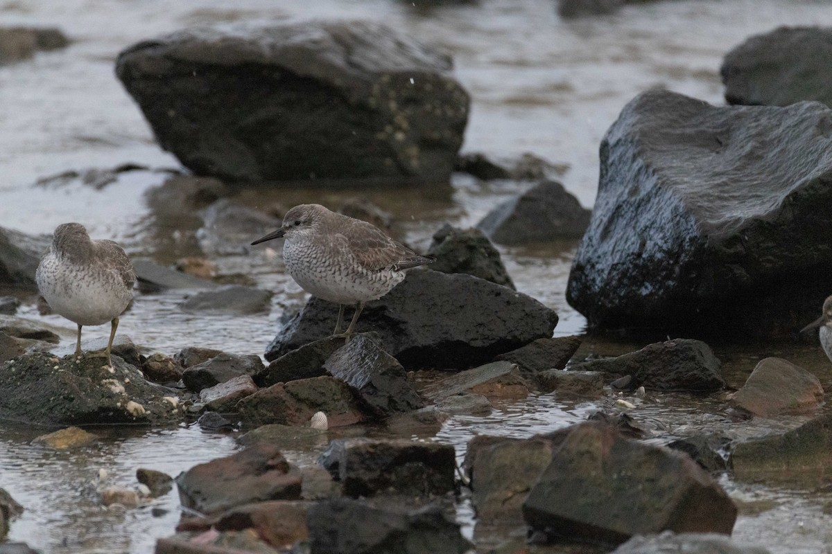 Bécasseau maubèche - ML647064384