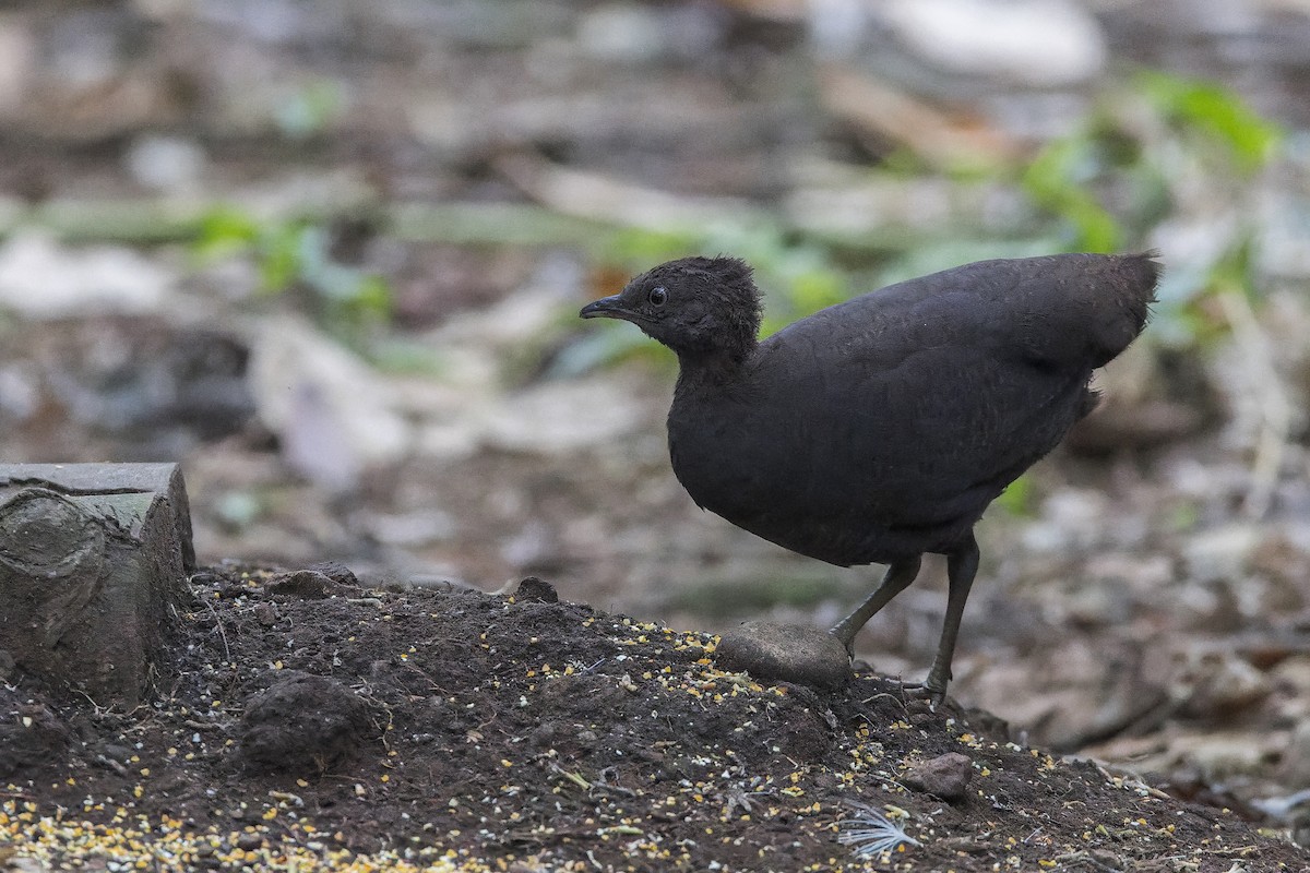 Cinereous Tinamou - ML647064393