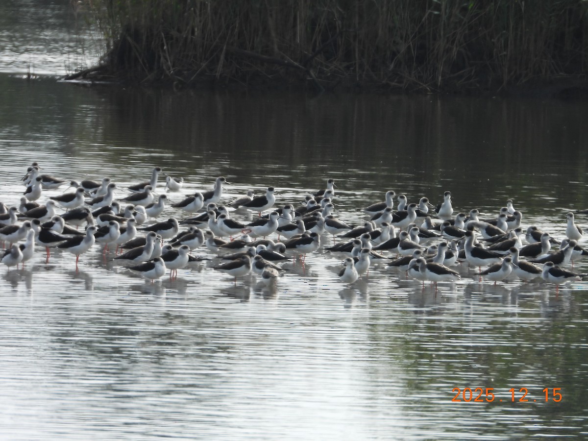 Black-winged Stilt - ML647064394