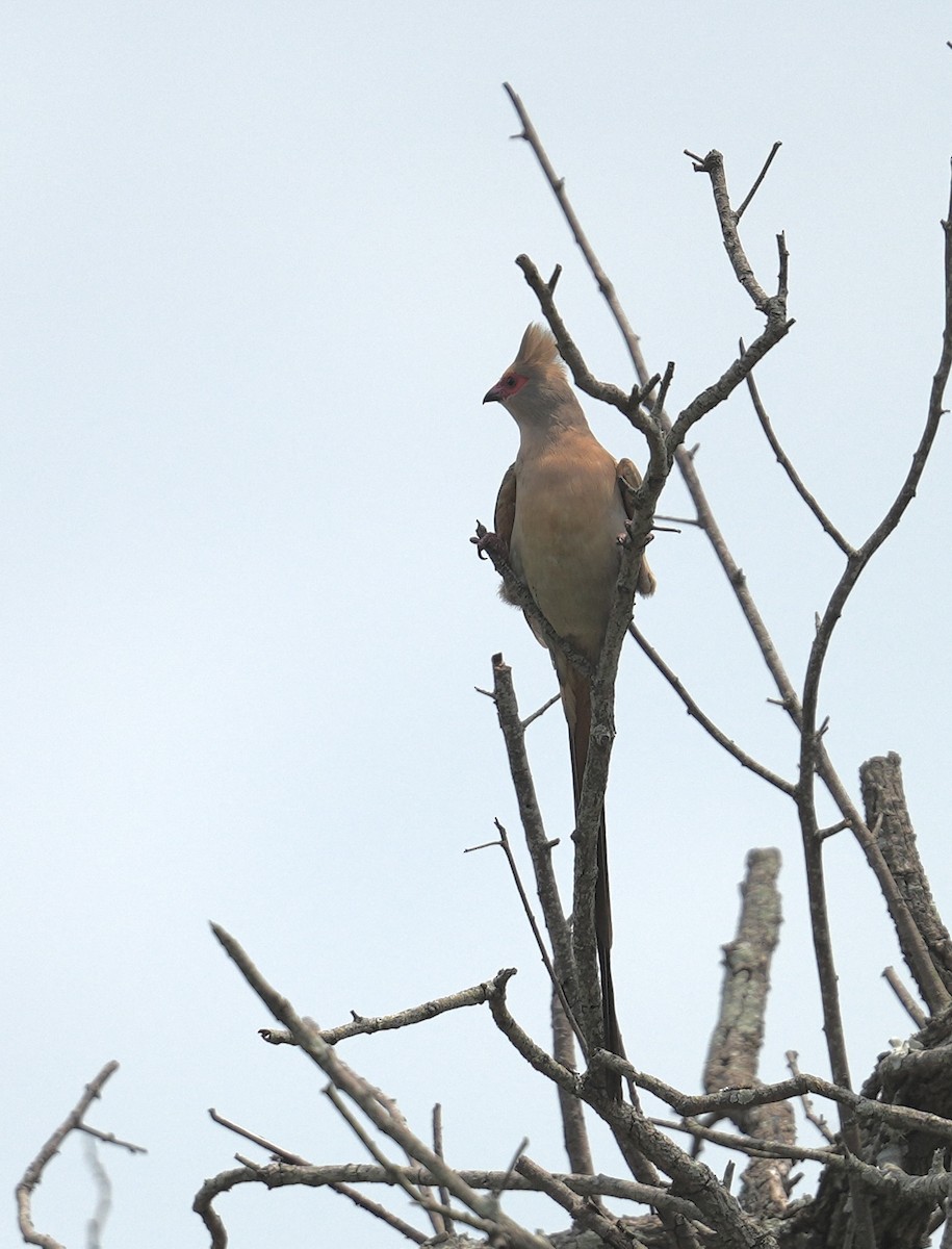 Red-faced Mousebird - ML647064395
