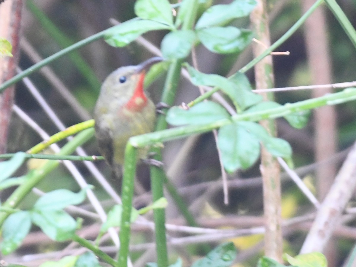 Karmesinnektarvogel - ML647064399