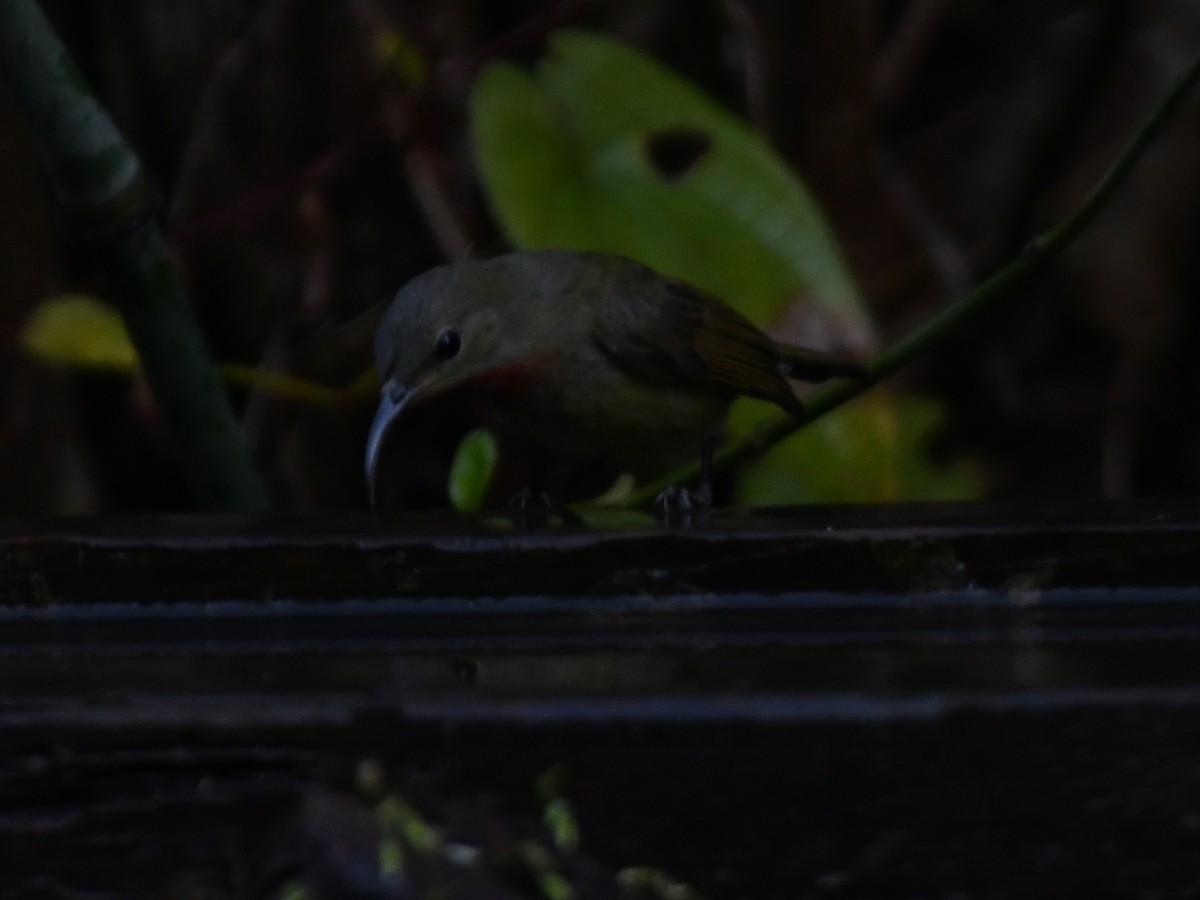 Karmesinnektarvogel - ML647064400