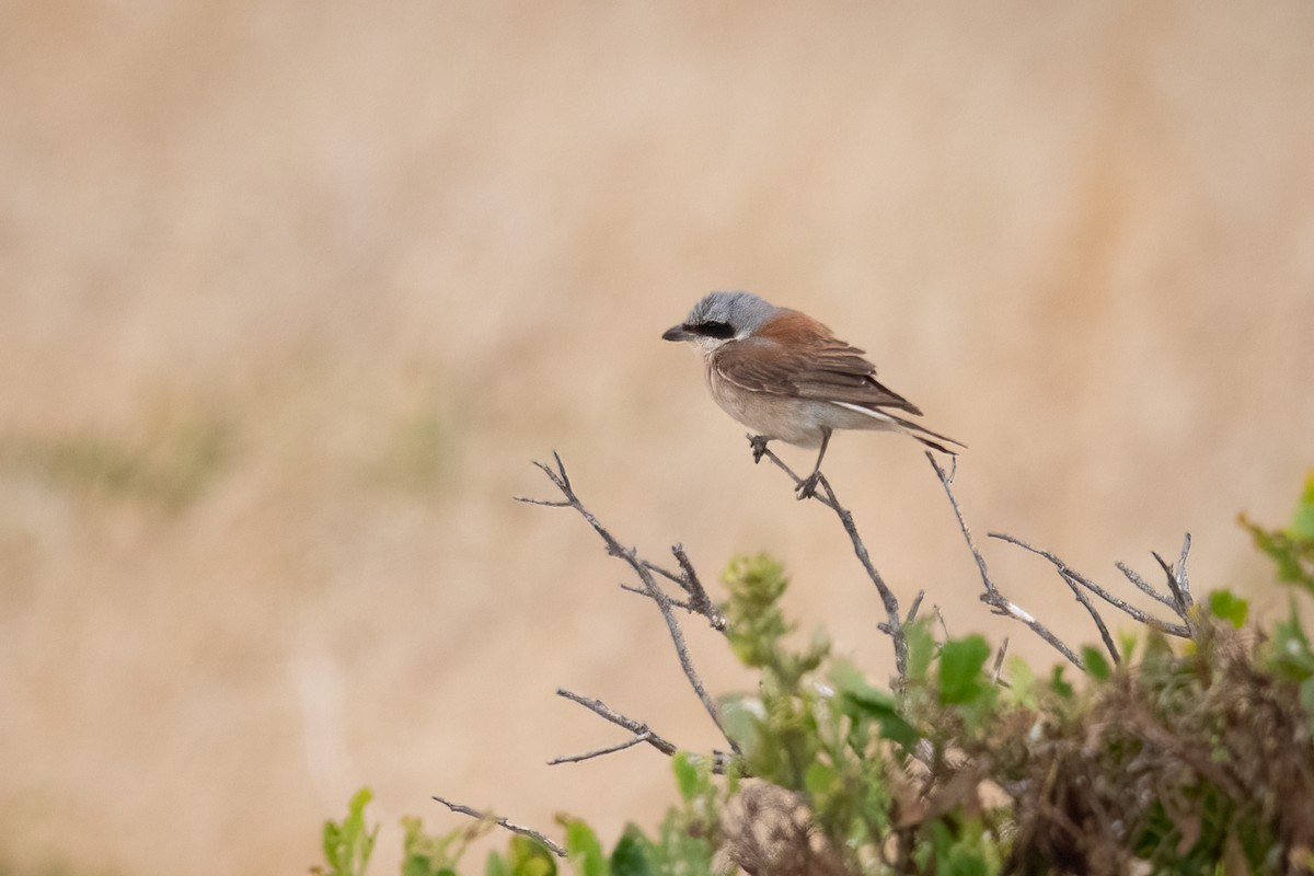 Red-backed Shrike - ML647064401