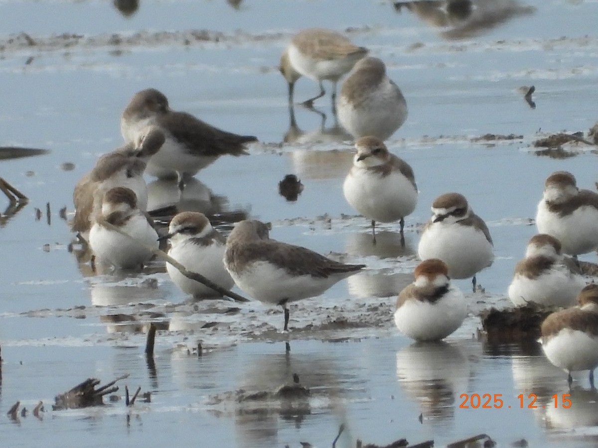 Kentish Plover - ML647064402