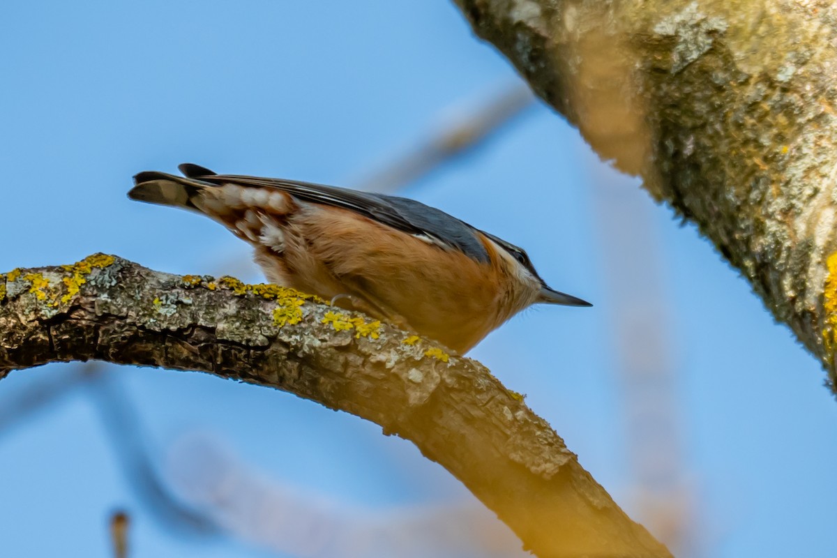 Eurasian Nuthatch (Western) - ML647064405