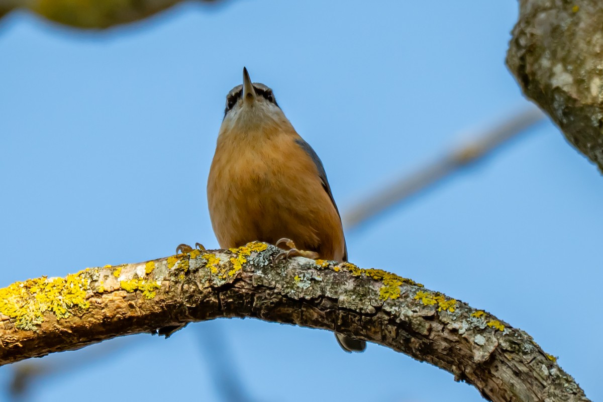 Eurasian Nuthatch (Western) - ML647064406