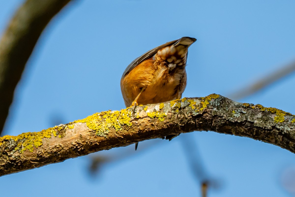 Eurasian Nuthatch (Western) - ML647064407