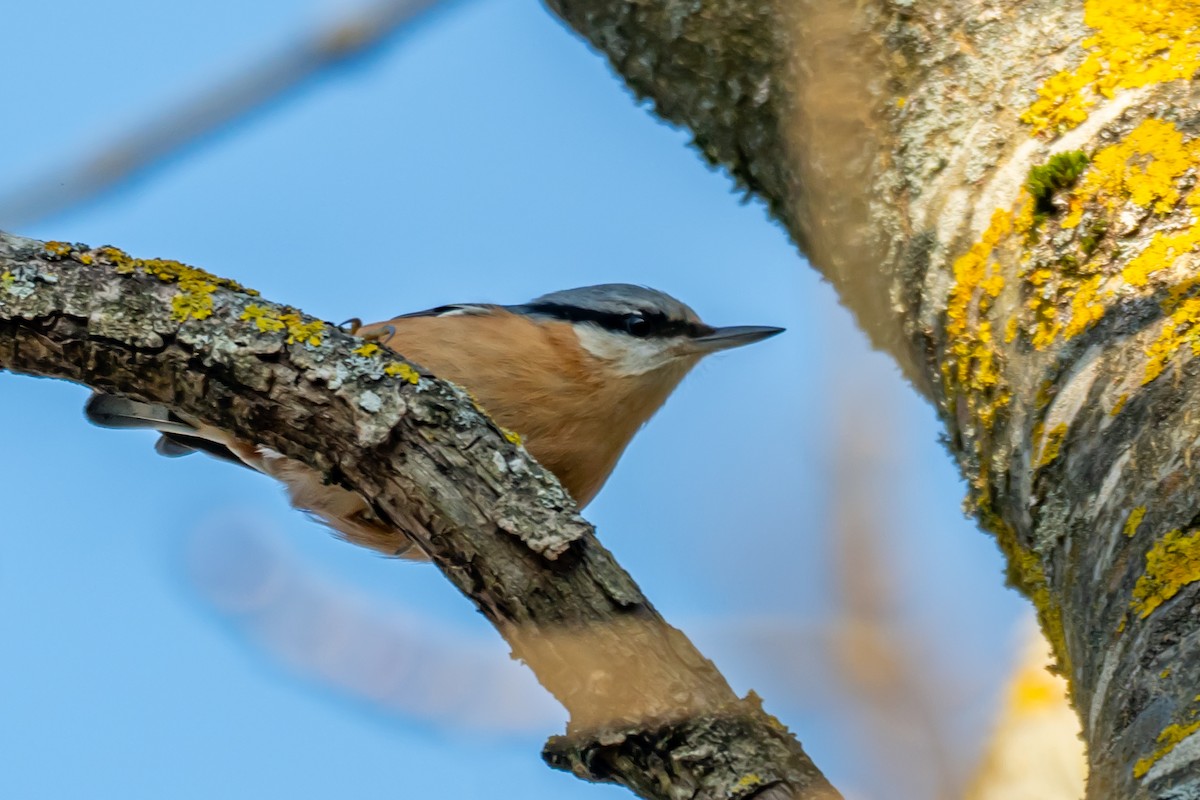 Eurasian Nuthatch (Western) - ML647064408