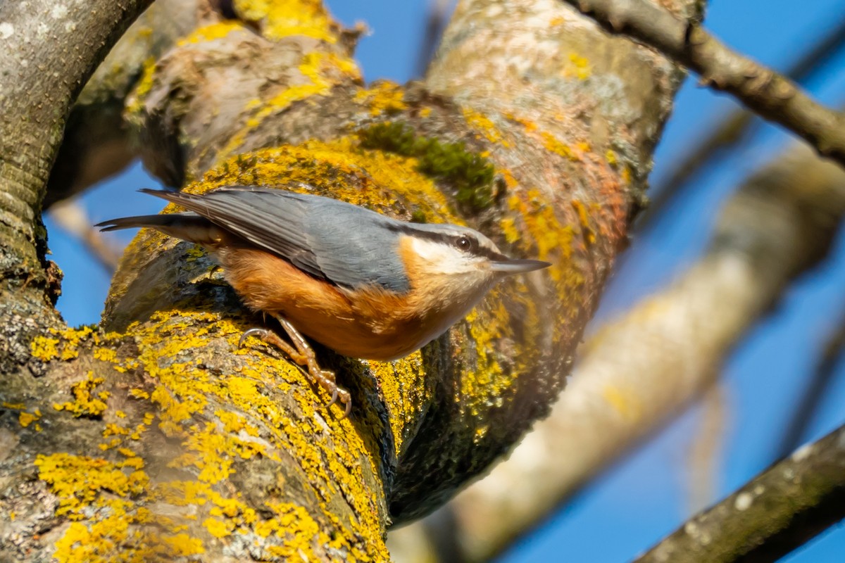 Eurasian Nuthatch (Western) - ML647064409