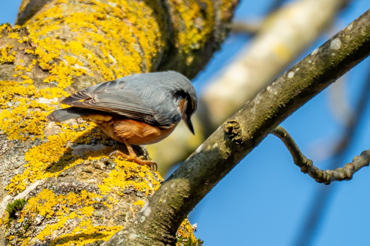 Eurasian Nuthatch (Western) - ML647064410