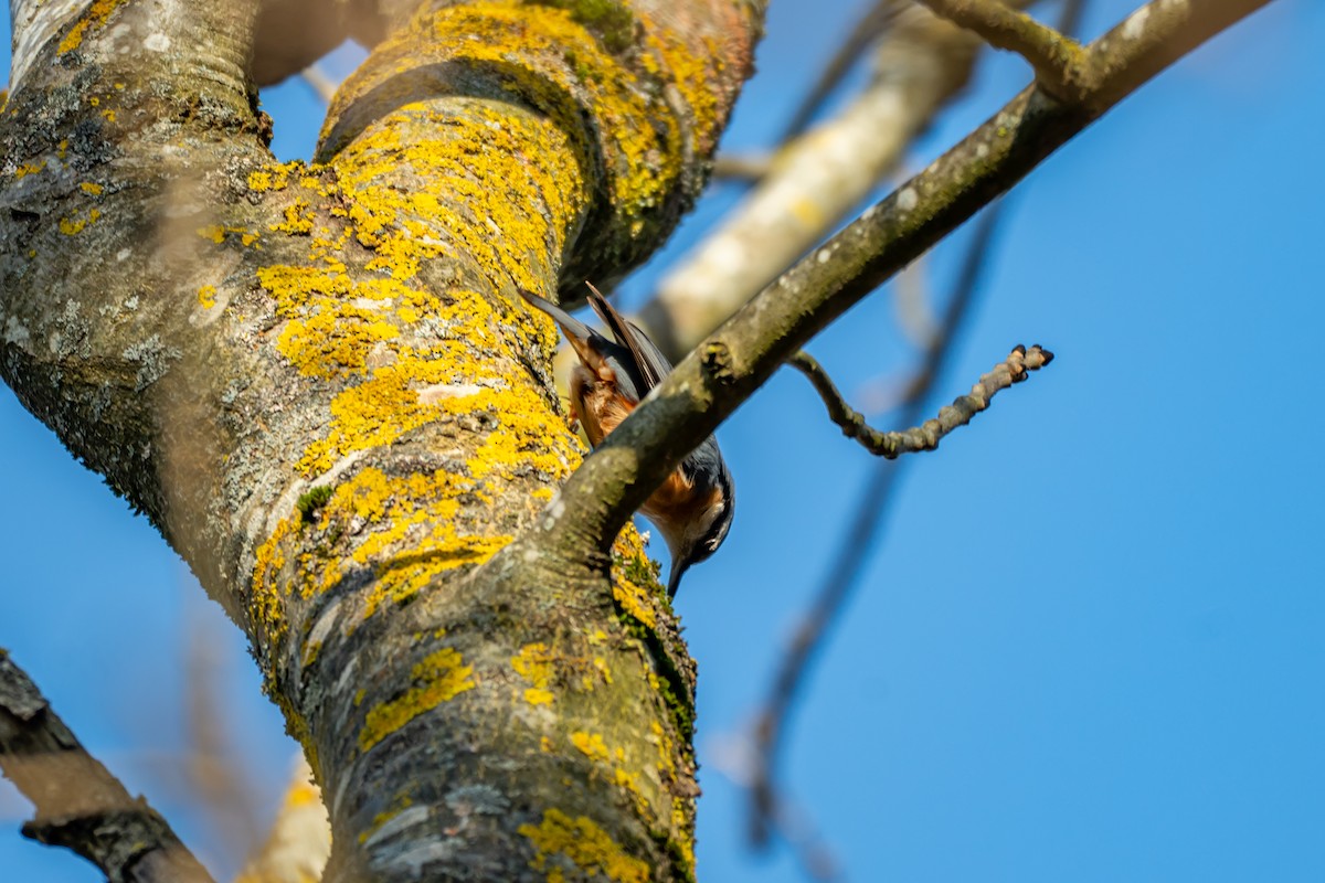 Eurasian Nuthatch (Western) - ML647064411
