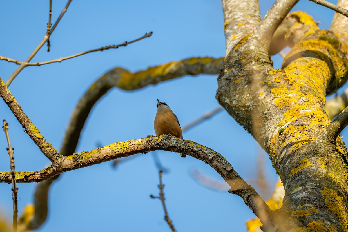 Eurasian Nuthatch (Western) - ML647064412