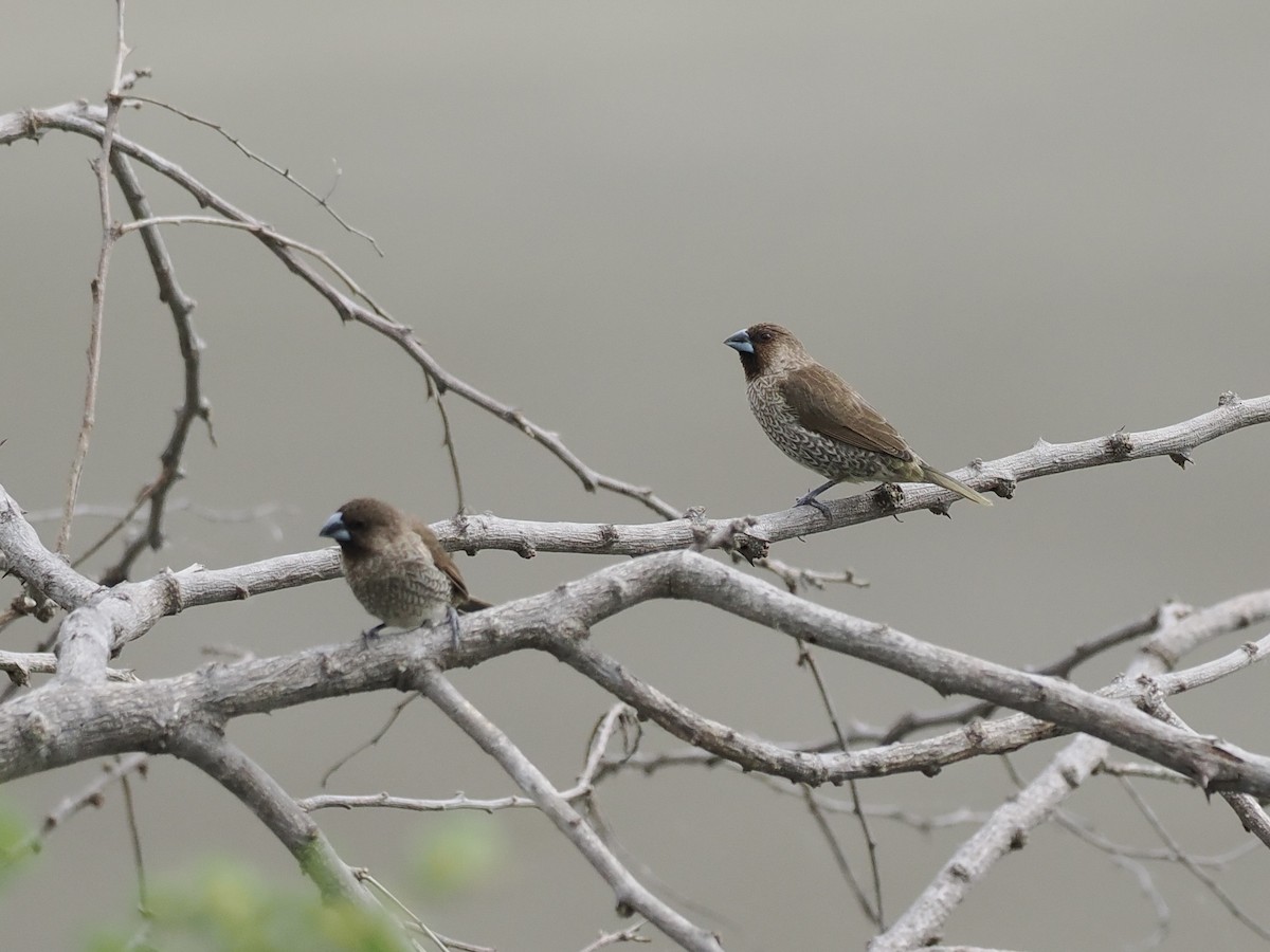 Scaly-breasted Munia - ML647064414
