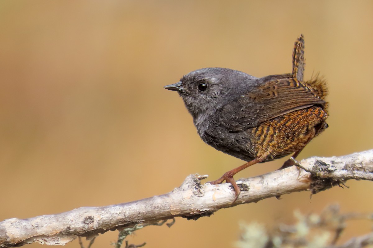 Jalca Tapaculo - ML647064415