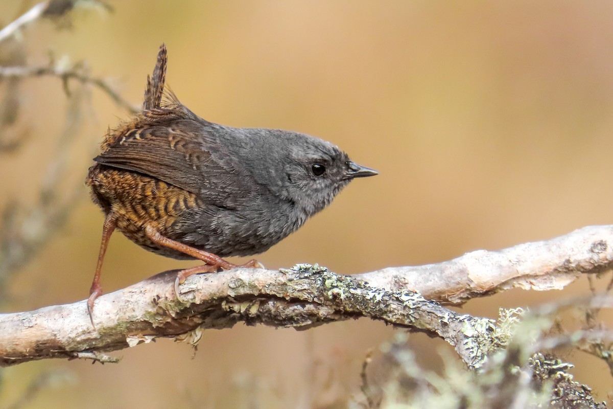 Jalca Tapaculo - ML647064416