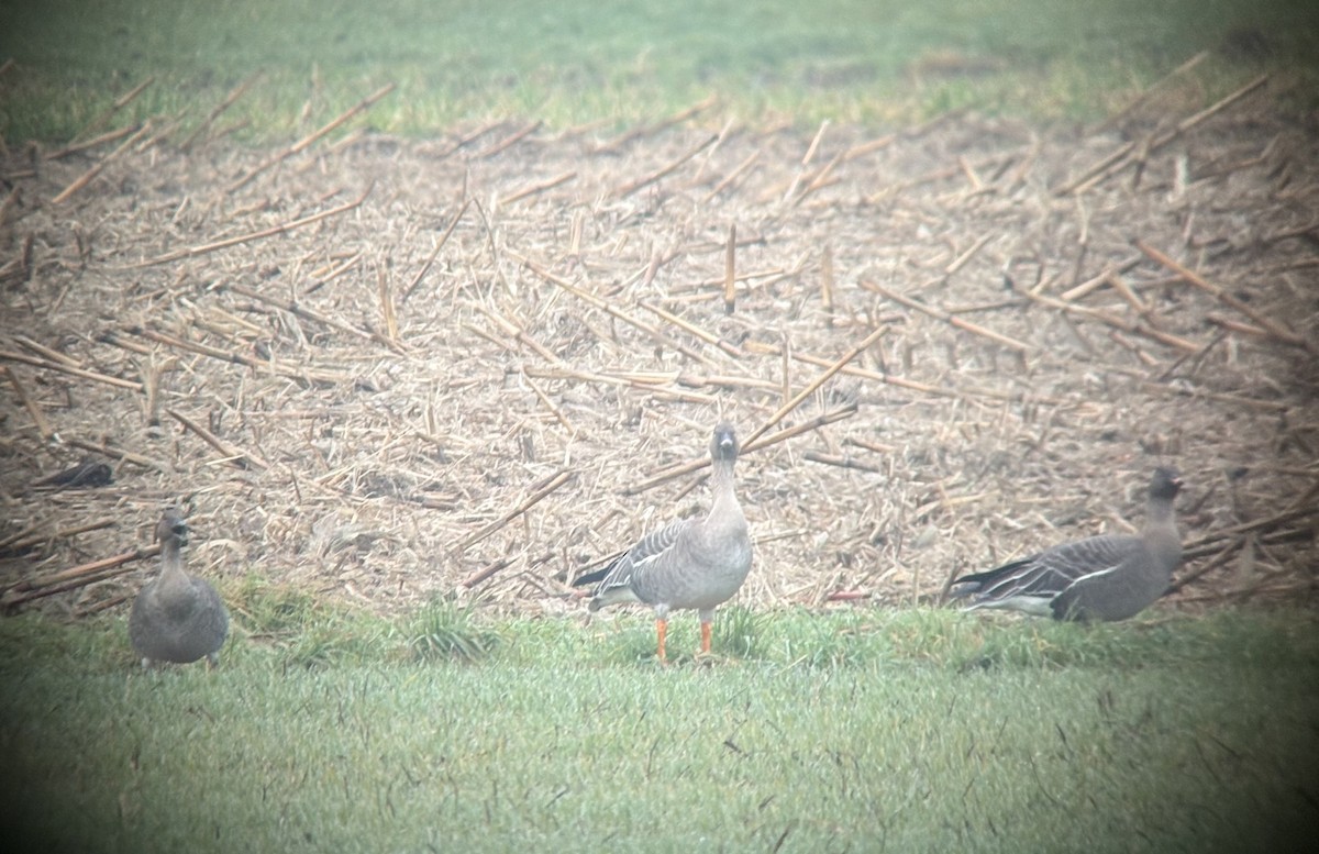 Tundra Bean-Goose - ML647064421