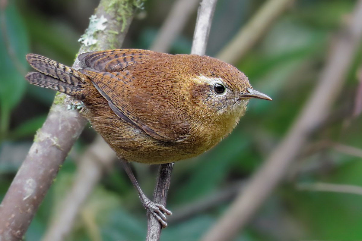 Волоочко гірське - ML647064428