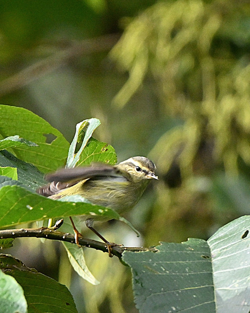 チャバネムシクイ - ML647064431