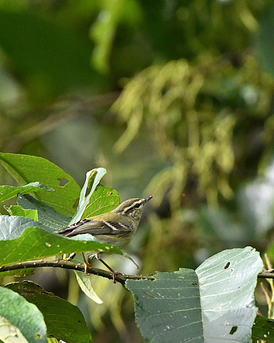 チャバネムシクイ - ML647064432