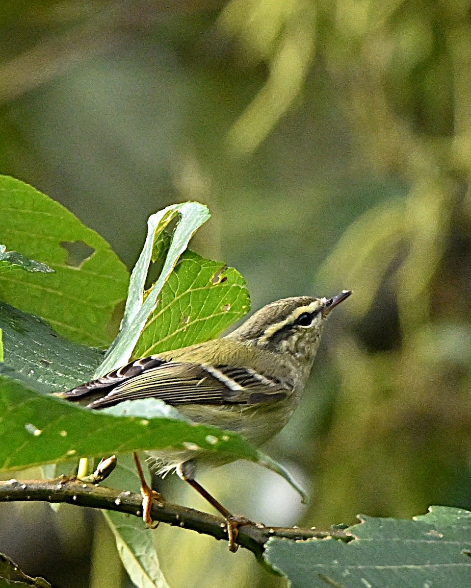 チャバネムシクイ - ML647064433