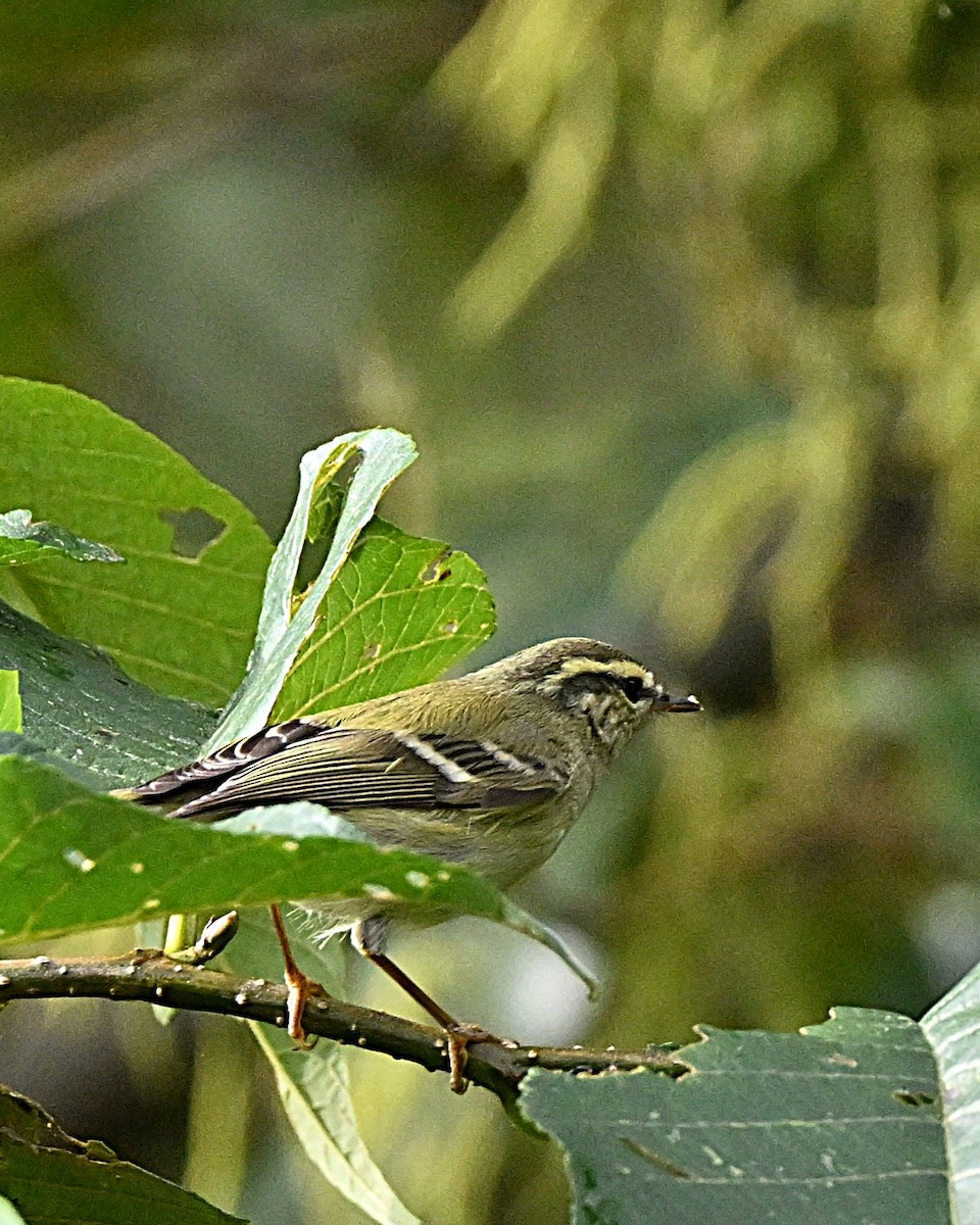 チャバネムシクイ - ML647064434