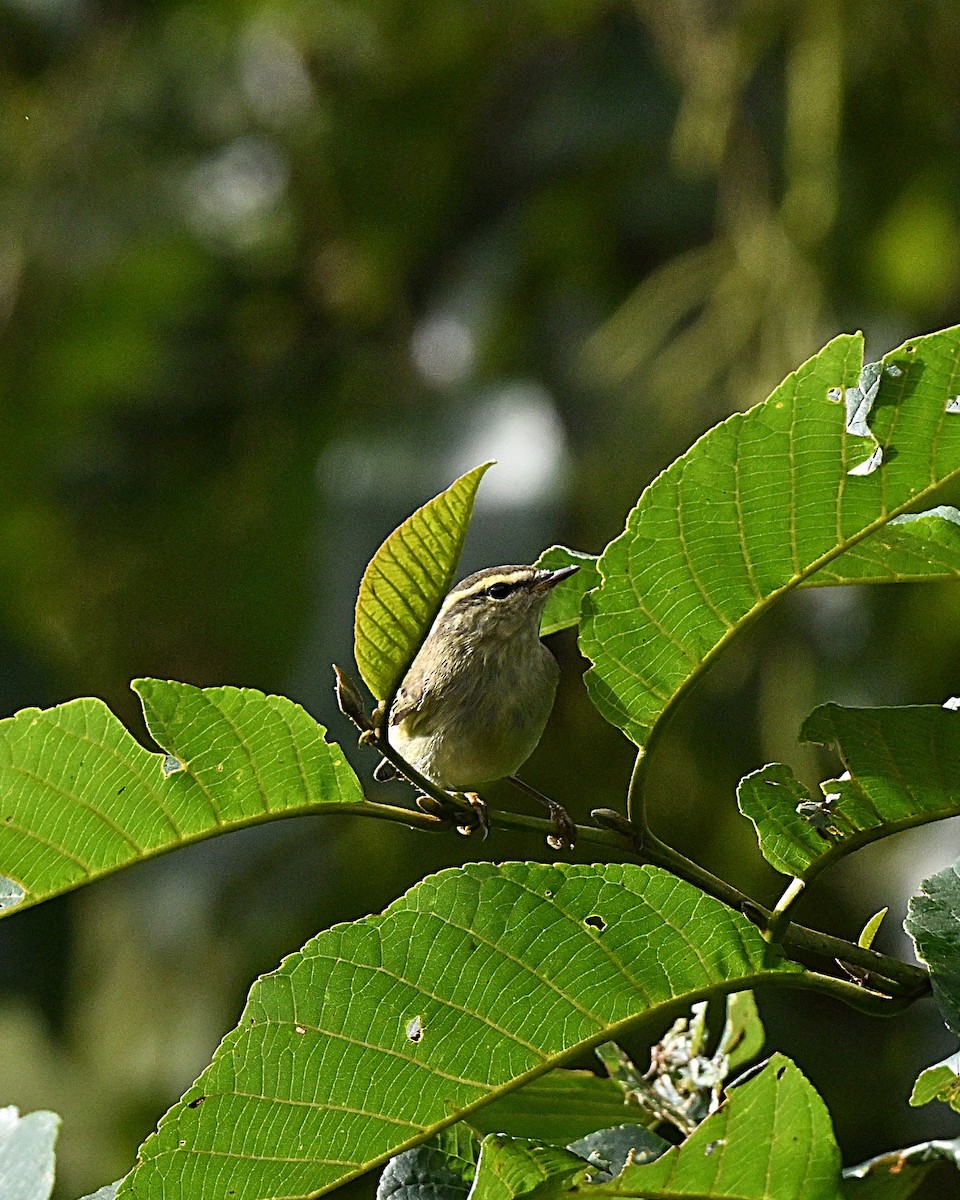 チャバネムシクイ - ML647064435