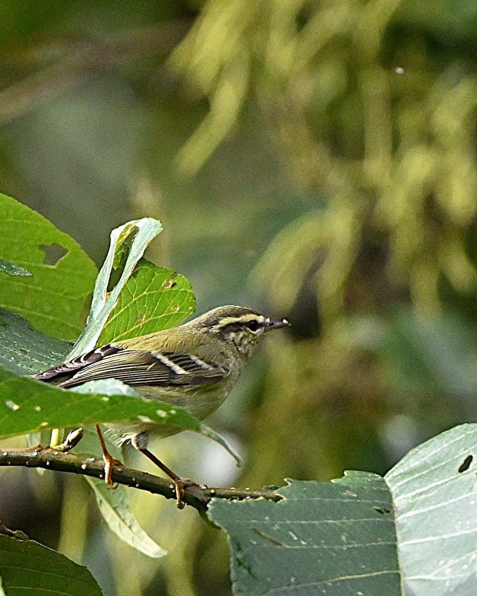 チャバネムシクイ - ML647064436